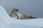 Uma foca crabeater sobre um bloco de gelo em Kinnes Cove, na Antártida