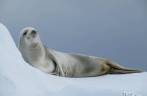 Uma foca crabeater sobre um bloco de gelo em Kinnes Cove, na Antártida