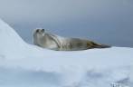 Uma foca crabeater sobre um bloco de gelo nos observa em Kinnes Cove, na Antártida