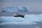 Uma foca leopardo descansa em bloco de gelo com um enorme iceberg ao fundo, em Point Wild, em Elephant Island, na Antártida