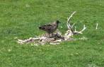 Uma skua sobre uma carcaça de rena em Ocean Harbour, na Geórgia do Sul Uma skua sobre uma carcaça de rena em Ocean Harbour, na Geórgia do Sul