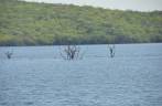 Árvores alagadas na represa de Xingó durante passeio de catamarã no rio São Francisco em Canindé do São Francisco, divisa de Sergipe e Alagoas