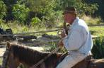 Vaqueiro conduzindo boiada em São Thomé das Letras - MG