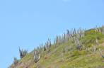 Vegetação repleta de cactus nas encostas de Búzios - RJ Vegetação repleta de cactus nas encostas de Búzios - RJ