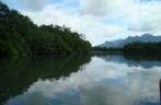 Vista do mangue no rio Guaraú, na Juréia - SP