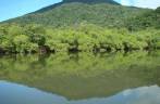 Vista do mangue no rio Guaraú, na Juréia - SP