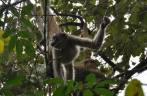 Visão próxima dos Muriquis, maior primata das Américas, na RPPN Feliciano Abdalla, Reserva dos Muriquis, em Ipanema, próximo a Caratinga - MG