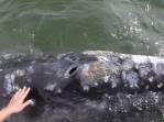 Acariciando baleia Cinzenta na Baía Magdalena, região de Puerto López Mateos, na Baja California - México