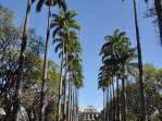 Alameda das Palmeiras Imperiais, na Praça da Liberdade, em Belo Horizonte - MG