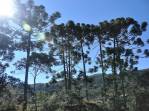Araucárias no Vale do Matutu - MG