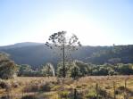 Bela araucária no Vale do Matutu - MG
