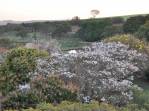 Ipês floridos na fazenda em Ribeirão Preto - SP