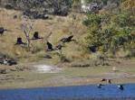 Patos selvages na lagoa da Lapinha, região da Serra do Cipó - MG