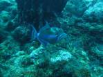 Queen Trigger Fish, no Hangover Reef, na costa de Statia - Caribe