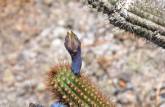 A flôr do cactus, na Serra do Intendente, em Tabuleiro - MG