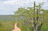 Caminho na caatinga para o Raso da Catarina, região de Paulo Afonso - BA