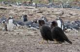 Caracaras vigiam um grupo de pinguins gentoo em busca de alguma oportunidade, em Steeple Jason, no noroeste das Ilhas Malvinas