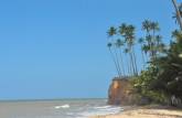Coqueiros em falésia na Barra do Cahy, em Cumuruxatiba - BA