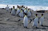 Cuidadosamente, grupo de pinguins rei atravessa o território dos elefantes-marinhos na praia de Gold Harbour, na Geórgia do Sul