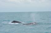 Esguicho de baleia visto do barco em direção à Abrolhos - BA
