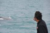 Filmando baleias do barco em direção à Abrolhos - BA