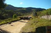 Gado no meio da estrada em São Thomé das Letras - MG
