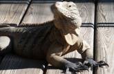 Iguanas são protegidas em Little Cayman, nas Ilhas Caiman