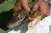 Nosso guia segura jacarés na Isla de la Juventud, em Cuba