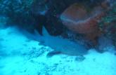 O dorminhoco tubarão-lixa no mergulho em Third Encounter, na costa de Saba - Caribe