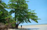 Pausa para descanso na sombra, na caminhada entre Moreré e a praia da Barra, na Ilha de Boipeba - BA
