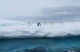 Pinguins adelie sobre iceberg em Kinnes Cove, na Antártida