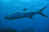 Tarpon durante mergulho em Babylon, na costa de Saba - Caribe