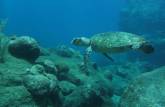 Tartaruga durante mergulho em Babylon, na costa de Saba - Caribe