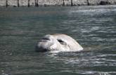 Um gigantesco elefante-marinho nada à nossa frente, bem perto do nosso caiaque, em Ocean Harbour, na Geórgia do Sul