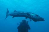 Uma barracuda 'cabeçuda' no naufrágio Charlie Brown, na costa de Statia - Caribe