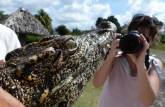Visitando criadero de jacarés na Isla de la Juventud, em Cuba