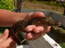 A Ana segura um filhote de jacaré em criadero na Isla de la Juventud, em Cuba