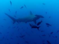 A inconfundível silhueta de um tubarão-martelo em mergulho na Isla Wolf, em Galápagos