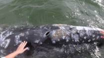 Acariciando baleia Cinzenta na Baía Magdalena, região de Puerto López Mateos, na Baja California - México