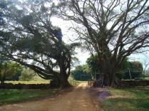 As belas árvores que guardam a entrada da fazenda Serra das Bicas em Carrancas - MG