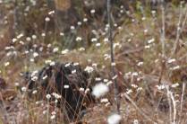 As flores Sempre-Vivas, no Parque Nacional das Sempre-Vivas, em MG