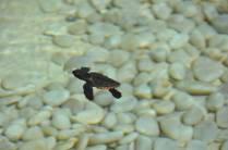 Bebê tartaruga no Projeto Tamar, na Praia do Forte - BA