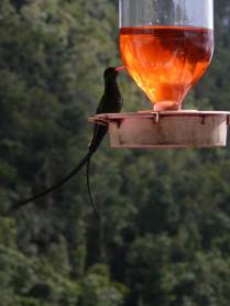 Beija-Flor de rabo comprido no alto das Blue Mountains, na Jamaica