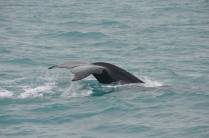 Calda de baleia vista do barco em direção à Abrolhos - BA
