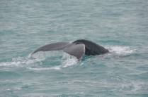 Calda de baleia vista do barco em direção à Abrolhos - BA