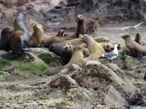 Colônia de leões-marinhos na ilha de Espíritu Santo, região de La Paz, na Baja California - México