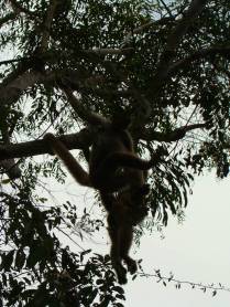 Encontro com um enorme bando de Muriquis, na RPPN Feliciano Abdalla, Reserva dos Muriquis, em Ipanema, próximo a Caratinga - MG