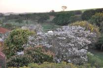 Ipês floridos na fazenda em Ribeirão Preto - SP