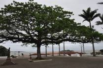 Linda amendoeira em frente à igreja de Anchieta - ES