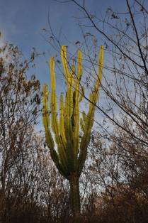 Mandacaru no Parque Nacional da Serra do Catimbau, em Buique - PE